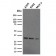 Replication Protein A2 (RPA2)(RPA2/2106), CF568 conjugate, 0.1mg/mL
