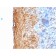 Involucrin (Squamous Cell Terminal Differentiation Marker)(IVRN/2113R), CF568 conjugate, 0.1mg/mL
