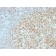 OCT-2 (POU2F2) (B-Cell Marker) (OCT2/2136), CF568 conjugate, 0.1mg/mL