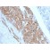 StAR (Steroidogenic Acute Regulator) (Leydig Cell Marker) (STAR/2140), CF568 conjugate, 0.1mg/mL