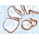 Cytokeratin, Basic (Type II or HMW)(KRTH/2147R), CF568 conjugate, 0.1mg/mL