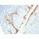 Cytokeratin 16 (KRT16) (Suprabasal Keratinocyte Marker) (rKRT16/1714), CF568 conjugate, 0.1mg/mL