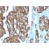 TACSTD2 / TROP2 (Epithelial Marker) (TACSTD2/2151), CF568 conjugate, 0.1mg/mL