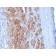 StAR (Steroidogenic Acute Regulator) (Leydig Cell Marker) (STAR/2154), CF568 conjugate, 0.1mg/mL