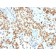 Emerin (Papillary Thyroid Carcinoma and EDMD Marker) (EMD/2167), CF568 conjugate, 0.1mg/mL