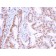 DMC1(2H12/4), CF568 conjugate, 0.1mg/mL
