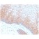 E-Cadherin (CDH1) / CD324 (Intercellular Junction Marker) (CDH1/2208R), CF568 conjugate, 0.1mg/mL