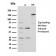 Creatine Phosphokinase-BB (CK-BB)(CPTC-CKB-2), CF568 conjugate, 0.1mg/mL