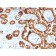 Sulfotransferase family 1E, estrogen-preferring, member 1(CPTC-SULT1E1-1), CF568 conjugate, 0.1mg/mL