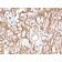 Ezrin / p81(CPTC-Ezrin-1), CF568 conjugate, 0.1mg/mL