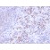 RCAS1 / Estrogen Receptor Binding Site Associated, Antigen 9(CPTC-EBAG9-1), CF568 conjugate, 0.1mg/mL