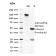 Spermidine or Spermine N1-Acetyltransferase 1(CPTC-SAT1-3), CF568 conjugate, 0.1mg/mL