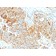 HLA-DRB (MHC II)(DA2), CF568 conjugate, 0.1mg/mL