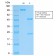 SOX9 / SRY-box 9(SOX9/2287R), CF568 conjugate, 0.1mg/mL