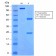 SOX9 / SRY-box 9(rSOX9/2288), CF568 conjugate, 0.1mg/mL