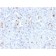p21WAF1 (Tumor Suppressor Protein)(rCIP1/823), CF568 conjugate, 0.1mg/mL