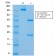 MUC18 / CD146 / MCAM (Melanoma Cell Adhesion Molecule) (rMUC18/1130), CF568 conjugate, 0.1mg/mL