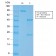 Smooth Muscle Myosin Heavy Chain (SM-MHC) (MYH11/2303R), CF568 conjugate, 0.1mg/mL