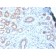 HSP27 (Heat Shock Protein 27) (rHSPB1/774), CF568 conjugate, 0.1mg/mL