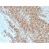NKX2.2 (Neuroendocrine & Ewing s Sarcoma Marker) (rNX2/1523), CF568 conjugate, 0.1mg/mL