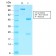 Villin (GI-Mucosal & Urogenital Brush Border Marker) (VIL1/2310R), CF568 conjugate, 0.1mg/mL