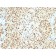 SOX10 (Melanoma Marker) (SOX10/2311R), CF568 conjugate, 0.1mg/mL