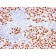 SOX10 (Melanoma Marker) (rSOX10/1074), CF568 conjugate, 0.1mg/mL