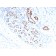 p40 (deltaNp63) (Squamous, Basal & Myoepithelial Cell Marker), CF568 conjugate, 0.1mg/mL