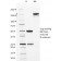 Cdk2 / p34cdc2 Serine-Threonine Kinase(AN4.3), CF568 conjugate, 0.1mg/mL