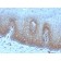 Thrombomodulin / CD141 (Endothelial Cell Marker) (rTHBD/1591), CF568 conjugate, 0.1mg/mL