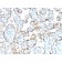 TIMP2 (Tissue Inhibitor of Metalloproteinase 2)(rTIMP2/2335), CF568 conjugate, 0.1mg/mL