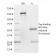 SDHB (Succinate Dehydrogenase B) (Pheochromocytoma Marker)(SDHB/2382), CF568 conjugate, 0.1mg/mL