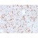 SOX9 / SRY-box 9 (SOX9/2387), CF568 conjugate, 0.1mg/mL