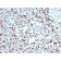 SOX9 / SRY-box 9 (SOX9/2398), CF568 conjugate, 0.1mg/mL