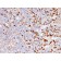TIM3 / HAVCR2 / CD366 (Effector T-Cell Marker)(HAVCR2/192), CF568 conjugate, 0.1mg/mL
