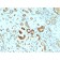 STAT3 / Signal Transducer and Activator of Transcription 3 (STAT3/2409), CF568 conjugate, 0.1mg/mL