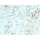 STAT6 (Solitary Fibrous Tumor Marker)(STAT6/2410), CF568 conjugate, 0.1mg/mL