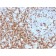 CD5 (Mantle Cell Lymphoma Marker)(CD5/2419), CF568 conjugate, 0.1mg/mL