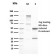 GATA-3 (Breast and Urothelial Marker)(GATA3/2446), CF568 conjugate, 0.1mg/mL