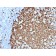 Ki-67 (Proliferating Cell Marker)(MKI67/2461), CF568 conjugate, 0.1mg/mL