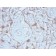 TIMP2 (Tissue Inhibitor of Metalloproteinase 2) (TIMP2/2488R), CF568 conjugate, 0.1mg/mL