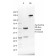 NKX2.8(NKX28/2548), CF568 conjugate, 0.1mg/mL