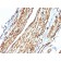 Vinculin (Marker of Age-related Macular Degeneration)(VCL/2575), CF568 conjugate, 0.1mg/mL
