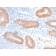Interleukin 10 (IL10) (Immunoregulation Marker) (IL10/2651R), CF568 conjugate, 0.1mg/mL