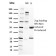 RET Proto-oncogene(RET/2662), CF568 conjugate, 0.1mg/mL