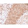 TCL1 (T-Cell Marker) (TCL1/2747R), CF568 conjugate, 0.1mg/mL