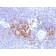 TRAF1 (TNFR-Associated Factor 1) (Lymphomatoid Papulosis Marker)(TRAF1/2770), CF568 conjugate, 0.1mg/mL
