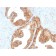 RET Proto-oncogene(RET/2795), CF568 conjugate, 0.1mg/mL
