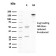 Desmoglein-3 (Squamous Cell Marker)(DSG3/2796), CF568 conjugate, 0.1mg/mL