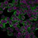 Cytokeratin 18 (KRT18) (KRT18/2808R), CF568 conjugate, 0.1mg/mL